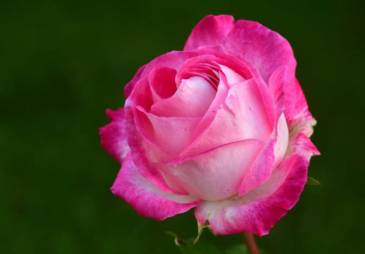 粉红色的玫瑰5k图片,4k高清其它图片,娟娟壁纸