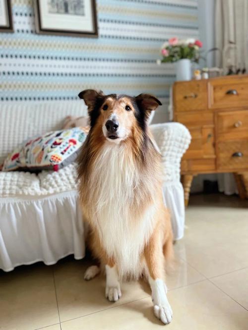 犬只信息: 苏格兰牧羊犬,名叫英俊,公狗,判断大概7岁以上.