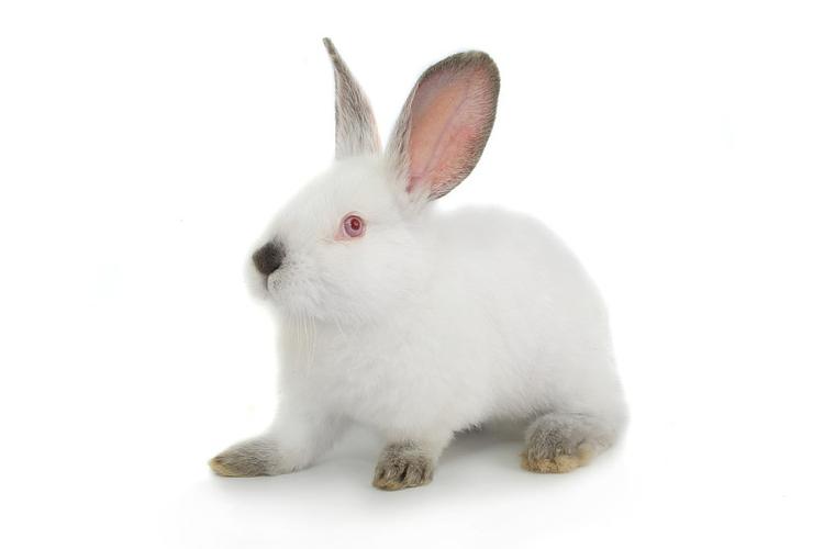 白色,可爱,兔子,白色背景_高清图片_全景视觉