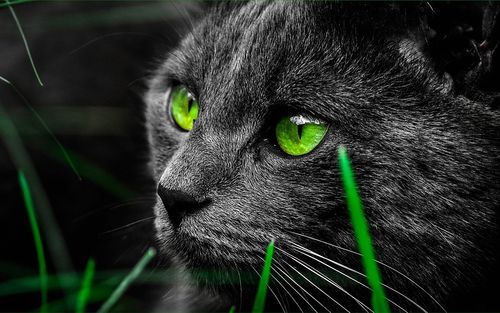 壁纸 黑猫面孔,绿色眼睛 1920x1200 hd 高清壁纸, 图片, 照片