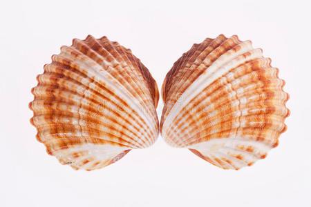 双壳类贝壳图片-双壳类贝壳素材-双壳类贝壳插画-摄图新视界