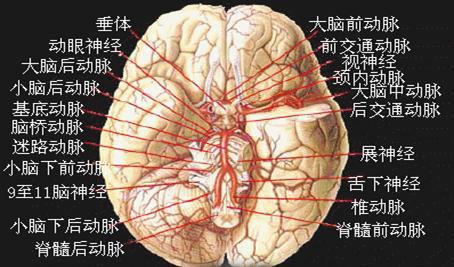 人体脑底动脉环模式图-人体解剖图