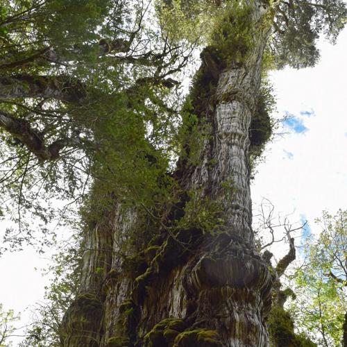 这可能是世界上已知最古老的树.图片来源:gabriel popkin
