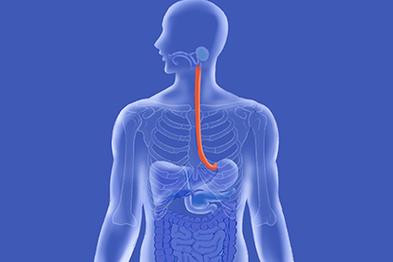 运送功能:食管是一段长约25cm的肌性管道,作为人体消化管道的一部分