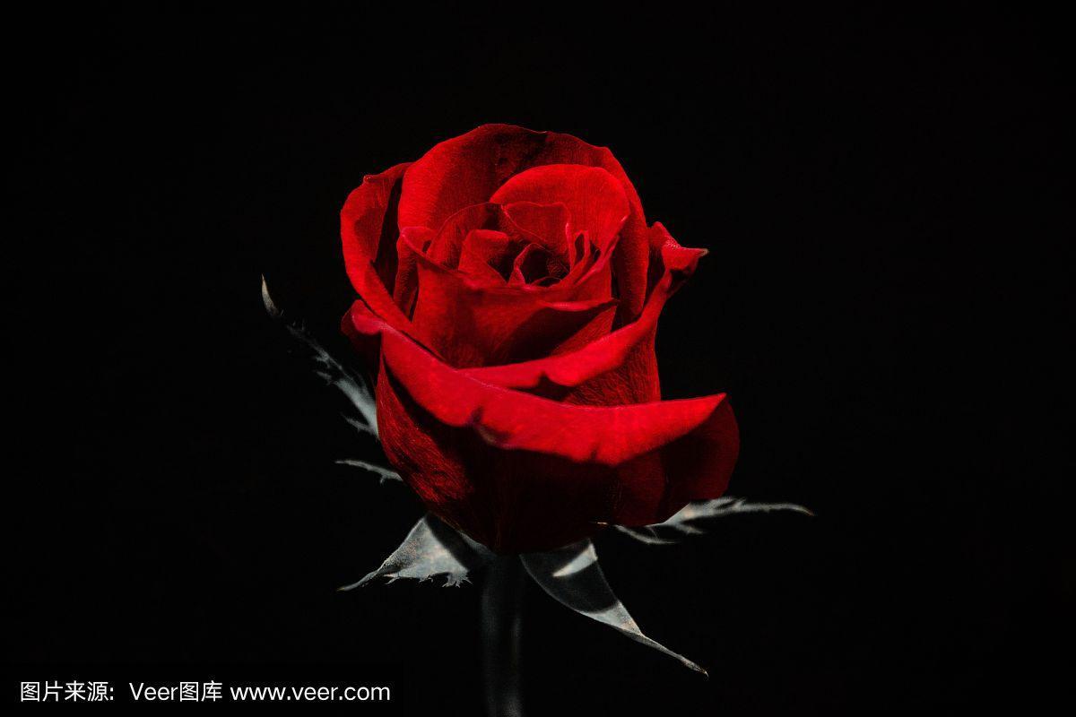 红玫瑰黑背景特写
