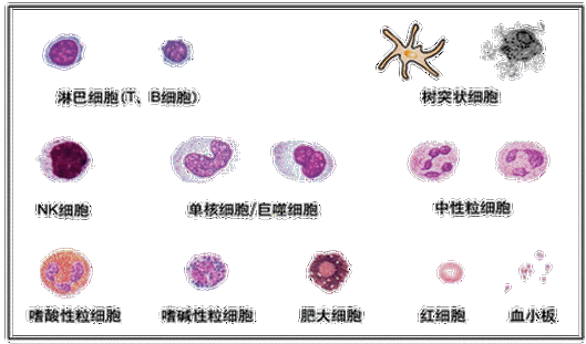      免疫系统-免疫细胞