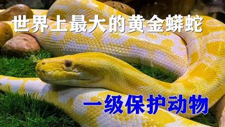 世界上最大的黄金蟒蛇有多大?蟒属于无毒大型蛇类,喜欢热带雨林
