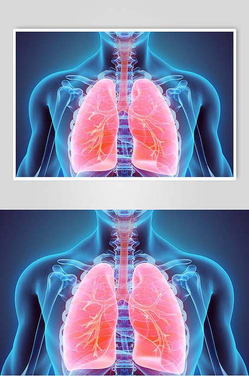 心脏肺部人体器官高清示意图