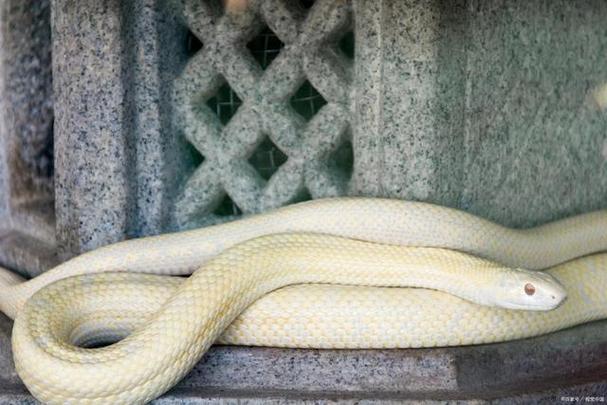 白吻蟒是一种非常神秘的大蛇,它的咀部和喉部呈乳白色,与其纯黑色的