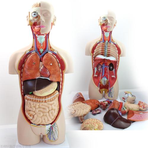 医学人体器官结构内脏可拆卸教学躯干人体解剖模型45cm人体缩小一倍