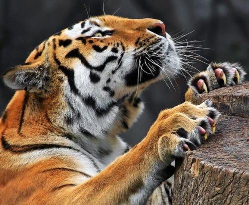 老虎一只脚上有多少个爪子