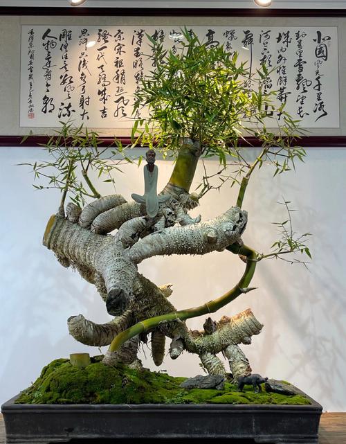 老桩簕竹盆景