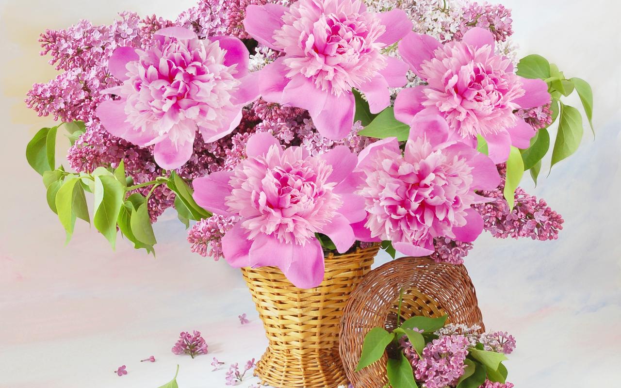 粉色玫瑰花图片高清电脑桌面壁纸,一组户外花卉写实摄影图片,希望大家