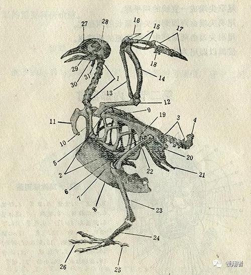 鸽子的身体形态结构特征及功能(鸽子的身体结构与8大系统图示)(2)