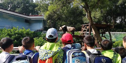 羊角山小学2018级秋季"研学游"——游览动物园,亲近大自然