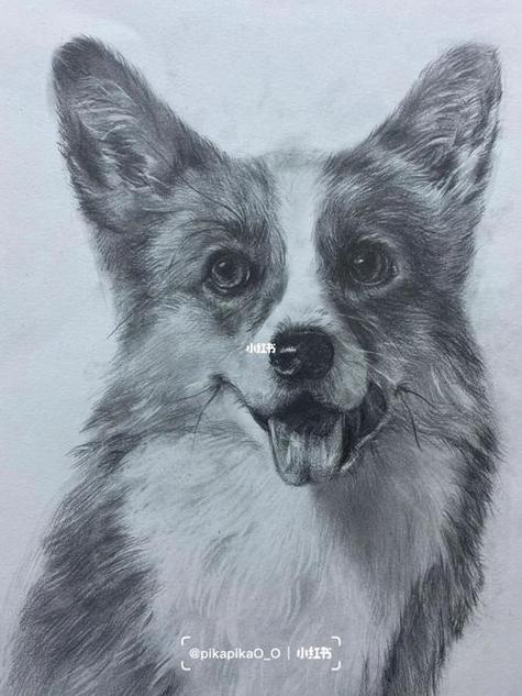 感性素描——动物素描临摹素材15张细腻可爱的动物铅笔画——动物篇