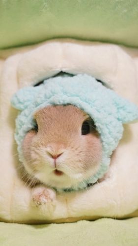 萌化人心的小兔子萌宠可爱图片手机壁纸