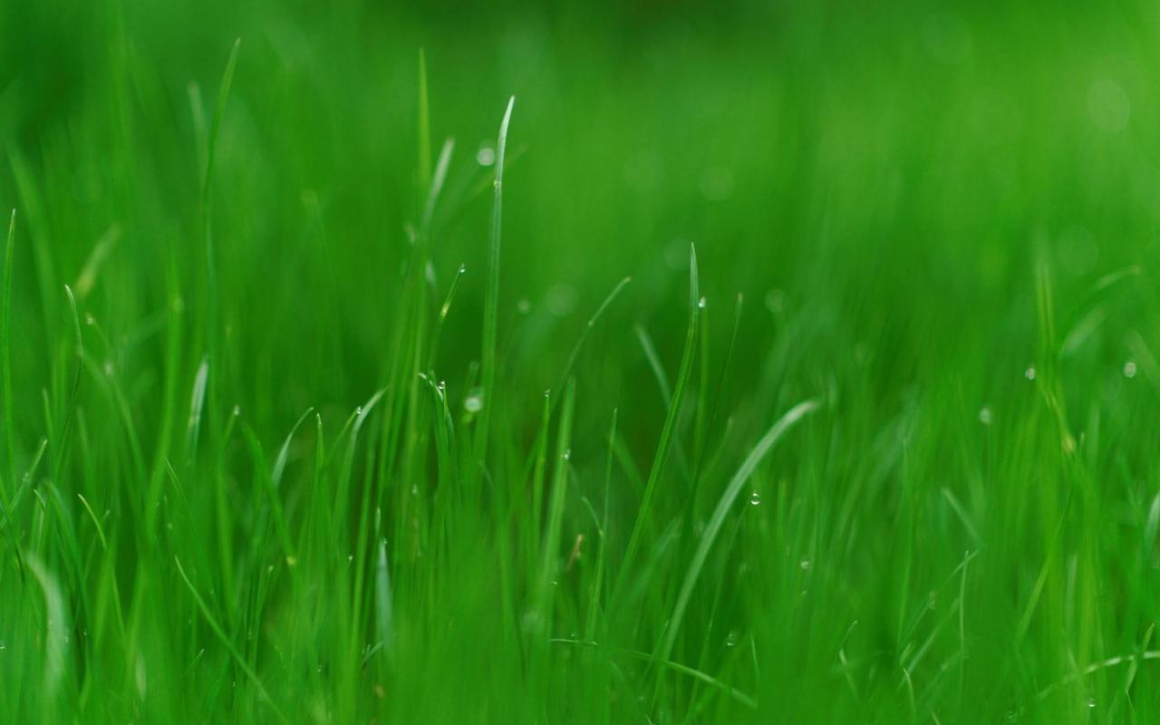 自然绿色草地风景桌面壁纸