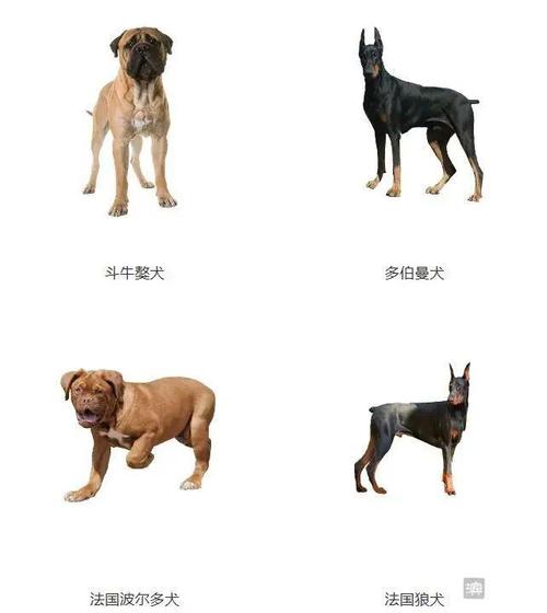 滨州禁养烈性犬品种名录