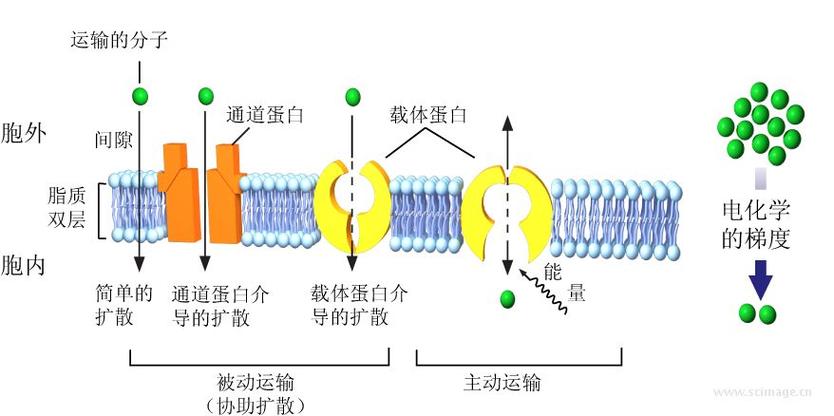 钠-钾泵结构模式图膜蛋白在生物膜分布的七种方式离子通道示意图离子