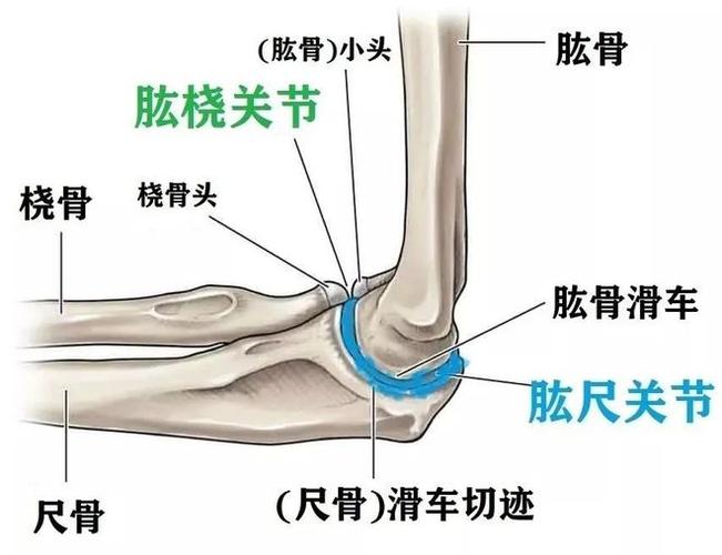 骨科基础:前臂局部解剖|桡骨|关节|肱桡肌|屈曲|尺骨_网易订阅