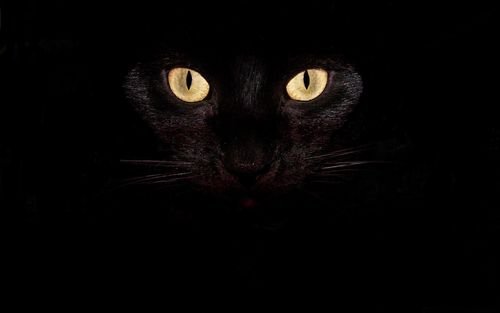 黑猫的眼睛-可爱的宠物猫咪桌面图片