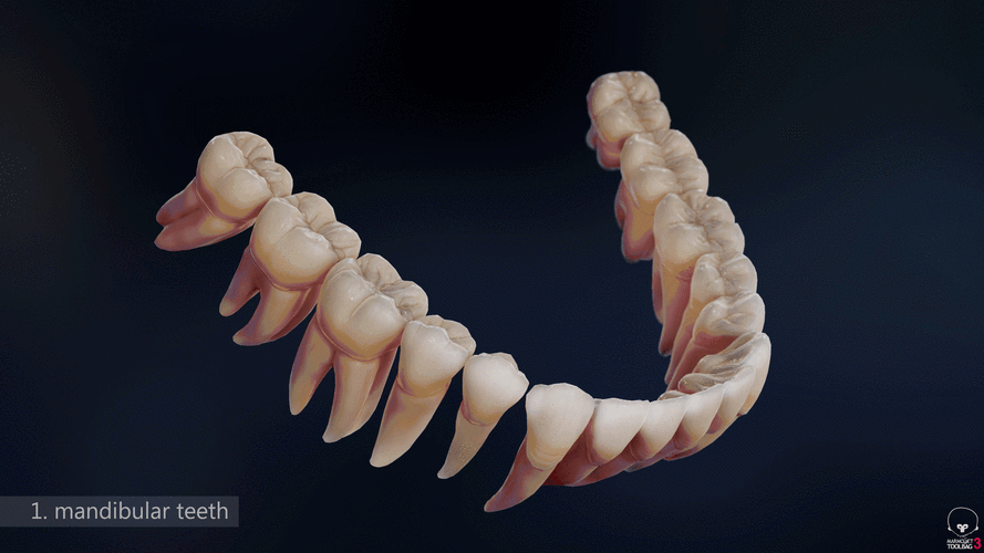 牙齿模型-解剖学方法(daniel bauer)