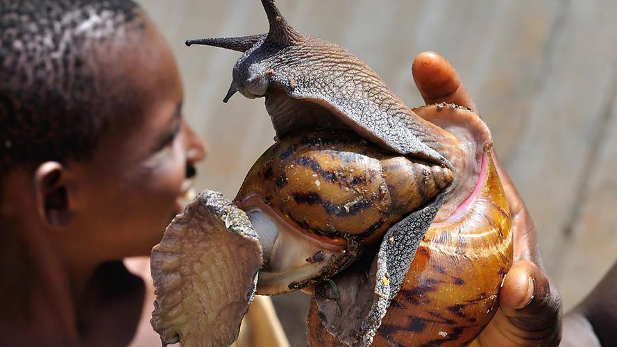 非洲人把蜗牛吃到灭绝一年吃掉1500万公斤疯狂到极致