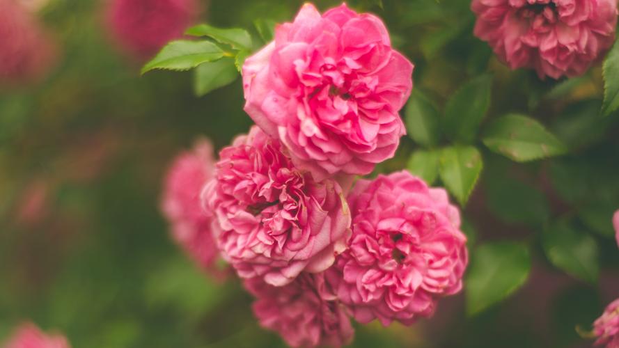 园林花卉,粉红色的玫瑰 iphone 壁纸