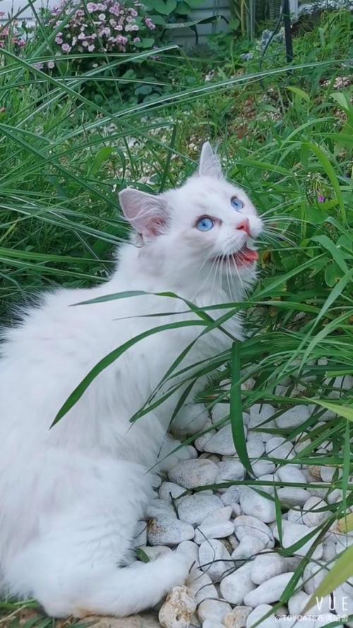 (2)凉爽的下午,一只快乐的小花喵在长满青草的花园里玩耍.