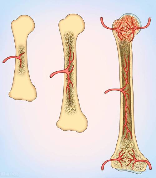 骨髓的作用骨髓在人体的作用真的那么大吗