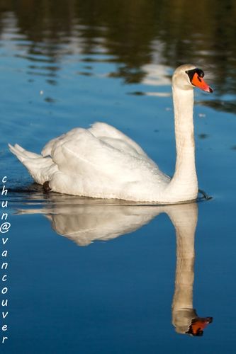 the swan 天鹅 br /> 摄于温哥华迷失的泻湖