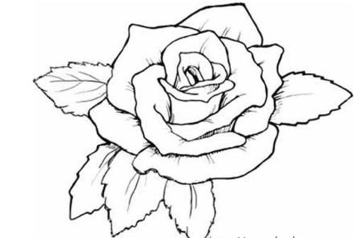 最简单的简笔画玫瑰花