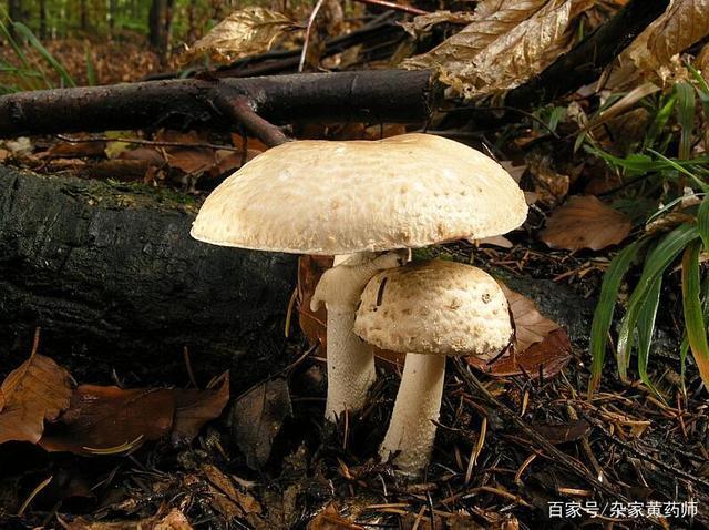 荒野维生野菜系列——林地蘑菇
