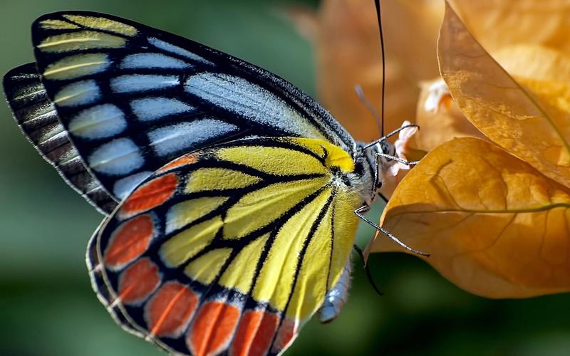 大自然的美丽蝴蝶清新唯美高清桌面壁纸
