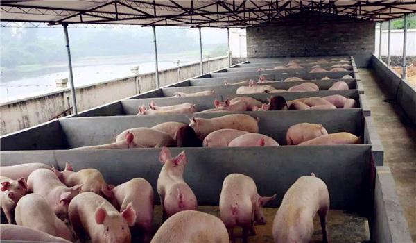 大棚养猪场建设方案 - 养猪场建设/养猪技术 - 中国