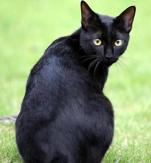 纯黑猫的品种(黑猫品种大全大图) - 欣欣百科网