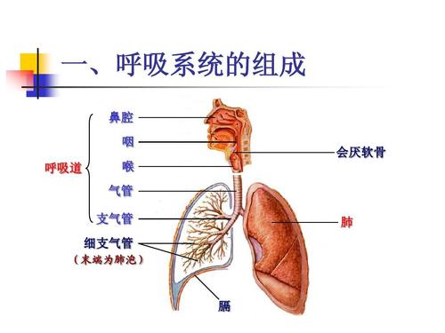 一,呼吸系统的组成 鼻腔 咽 呼吸道 喉 气管 支气管 细支气管 (末端为