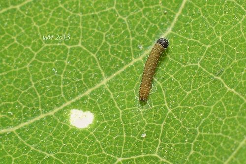 东亚豆粉蝶1龄幼虫和刺槐叶片上的食痕