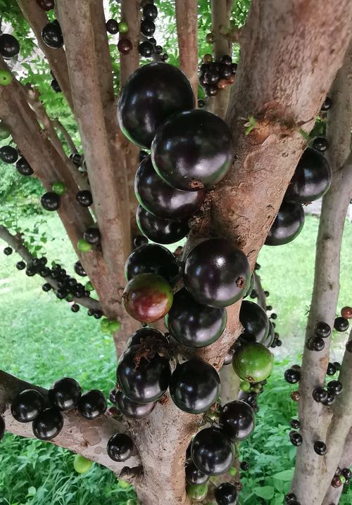 请欣赏树葡萄,又称嘉宝果.原产南美巴西,属桃金娘科.