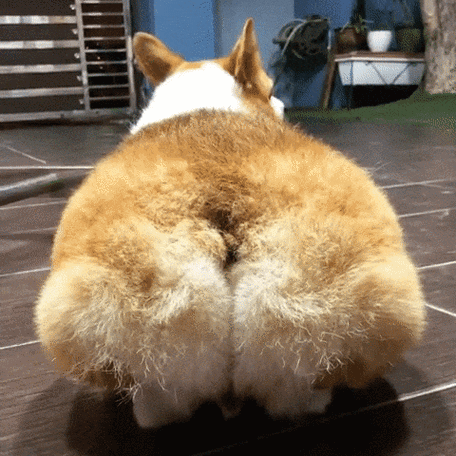 看柯基犬,就是要看它的小短腿和肥屁屁,因为只要看到它肥美的小屁屁