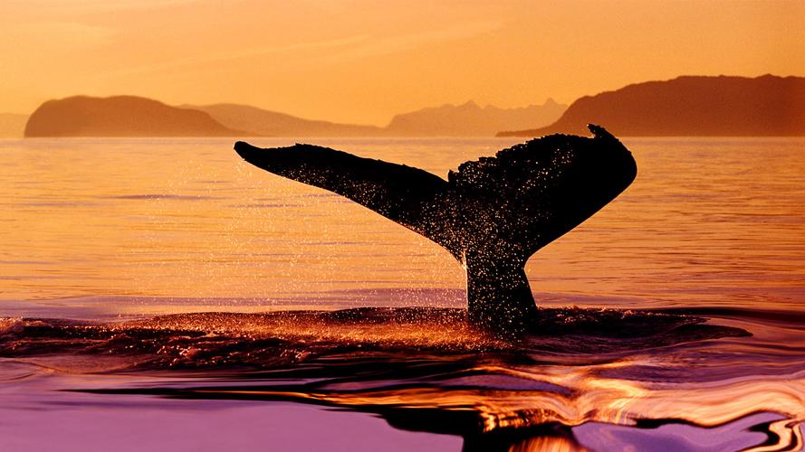 描述: 海洋鲸鱼-动物世界壁纸 当前壁纸尺寸: 1920 x 1080