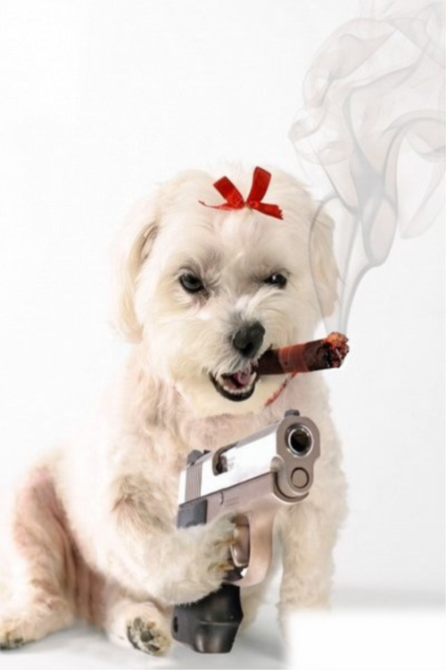 小狗抽烟,搞笑-手机壁纸