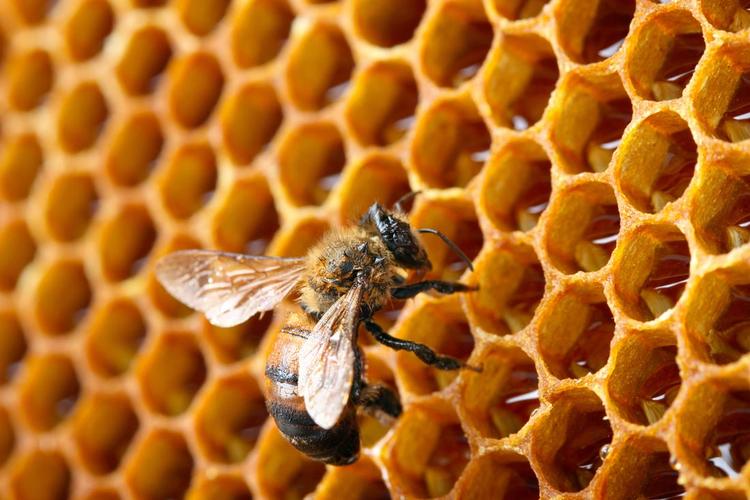 蜜蜂与蜂巢高清图片 - 素材中国16素材网