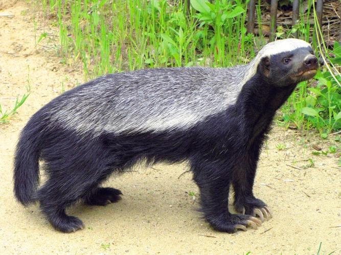 图中是蜜獾,在我国也俗称平头哥,以"世界上最临危不惧的动物"被收录