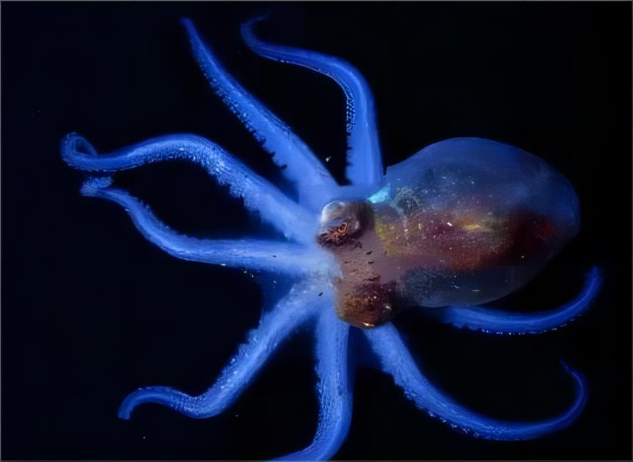 章鱼的血液是蓝色的 99章鱼的血液是蓝色的  章鱼是一种非常神奇的