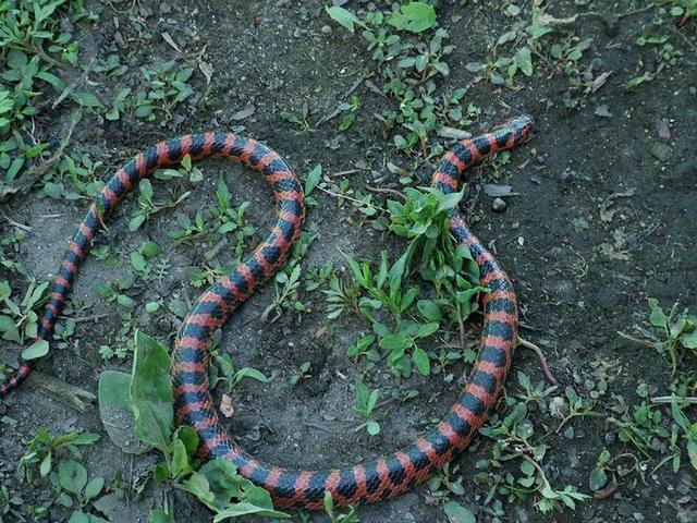 赤链蛇一种红黑条纹的常见蛇虽然属于无毒蛇类但它也有毒
