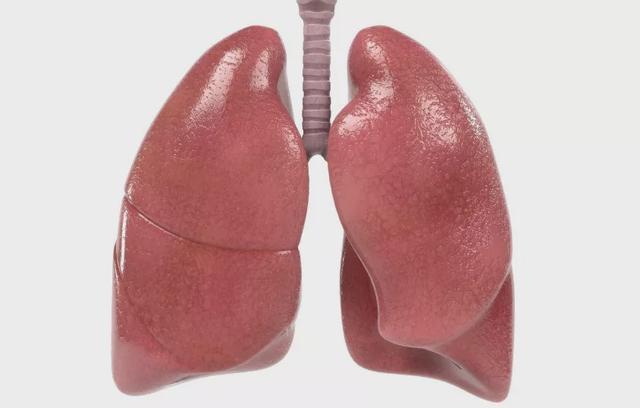 肺是人体的重要器官,平时多吃这几种食物 ,或对"养肺"有益