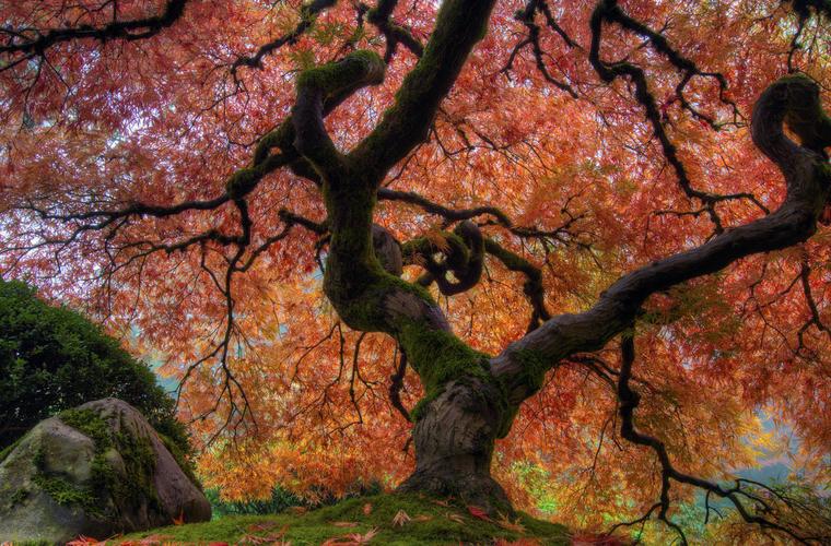 仰视秋天唯美震撼红黄古树槭树风景图