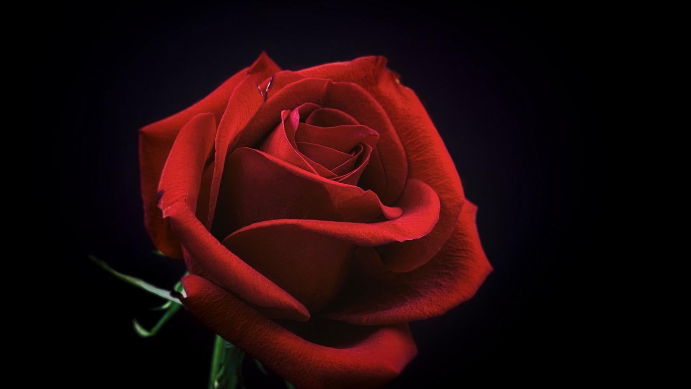 红色玫瑰高清唯美图片桌面壁纸